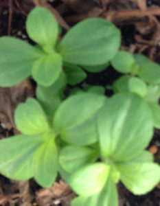 越冬ステビア、、、、、