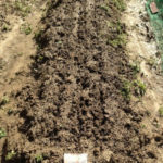 ニンジンのたね蒔き、、、、、