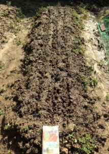 ニンジンのたね蒔き、、、、、