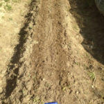 ダイコン、じゃがいも、、、、、