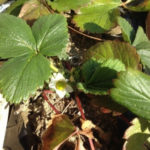 イチゴの花が、、、、、