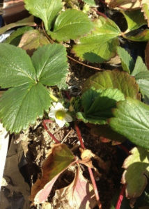 イチゴの花が、、、、、