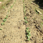 ダイコンの発芽、、、、、