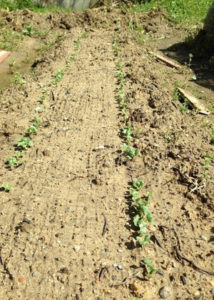 ダイコンの発芽、、、、、