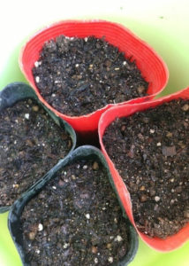 タネまき、、、、、