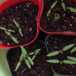 トマトの発芽、、、、、