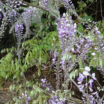 山藤、、、、、