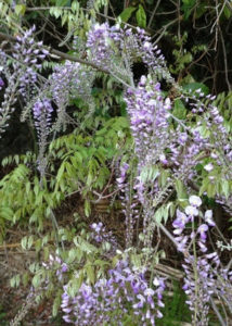 山藤、、、、、