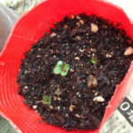 キャベツの発芽、、、、、