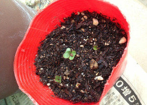 キャベツの発芽、、、、、