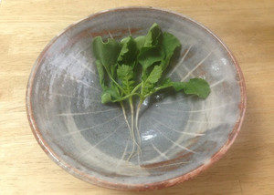 カイワレか、、、、、？