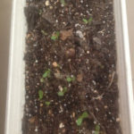 ベビーリーフ、、、、、