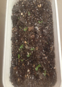 ベビーリーフ、、、、、