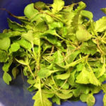 ダイコンの間引き、、、、、