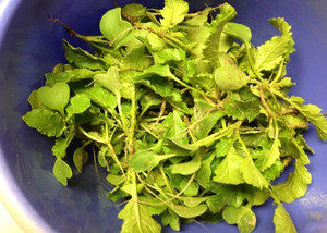 ダイコンの間引き、、、、、