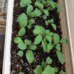 ルッコラの、、、、、