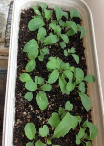 ルッコラの、、、、、