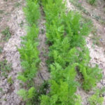 ニンジンの間引き、、、、、