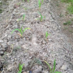 トウモロコシの苗、、、、、