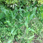 今年もミョウガが、、、、、