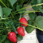 イチゴの、、、、、