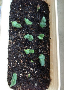 白オクラの発芽、、、、、