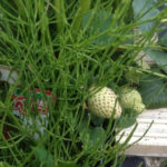 楽しみのイチゴ、、、、、