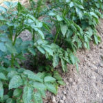 ジャガイモが、、、、、