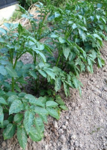 ジャガイモが、、、、、