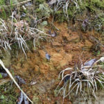 鬼板、、、、、？