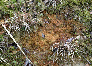 鬼板、、、、、？