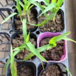 トウモロコシ、、、、、