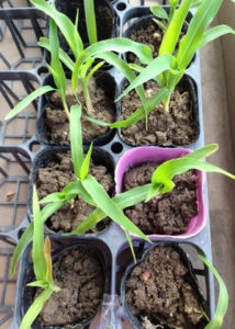 トウモロコシ、、、、、