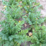 大根の収穫、、、、、