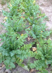 大根の収穫、、、、、