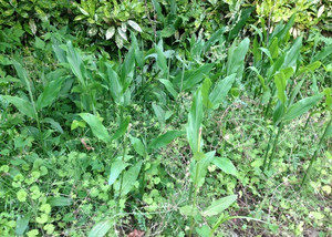 今年もミョウガが、、、、、