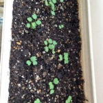 ルッコラにバジル、、、、、