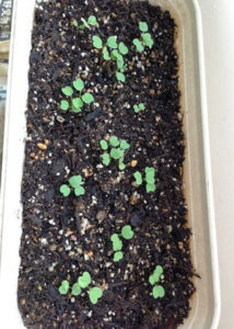 ルッコラにバジル、、、、、