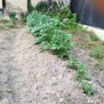 ジャガイモの途中経過、、、、、