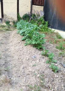 ジャガイモの途中経過、、、、、