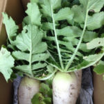 ダイコンの収穫、、、、、