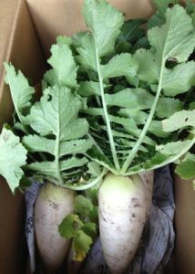 ダイコンの収穫、、、、、