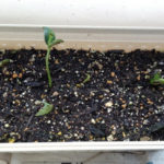 黒マメの発芽、、、、、