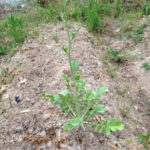 ダイコンのとう立、、、、、