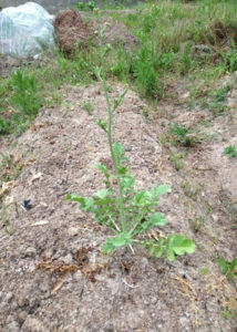 ダイコンのとう立、、、、、