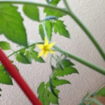 プチトマトの花、、、、、