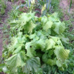 シソの生育、、、、、