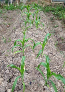 トウモロコシの経過、、、、、