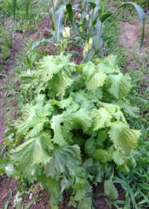 シソの生育、、、、、