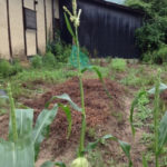 トウモロコシのフサッ、、、、、